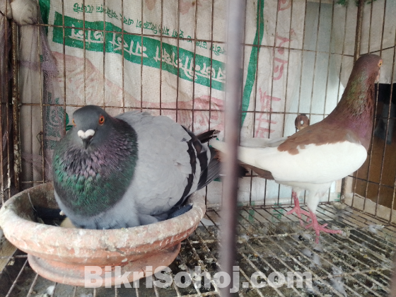কবুতর বিক্রি